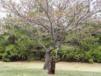 2012年04月16日MOGWAI葉桜でも綺麗だね